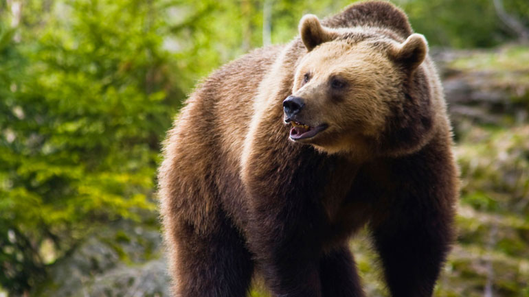 Αρκούδα επιτέθηκε σε μαντρί στο Σιδηρόκαστρο Σιντικής